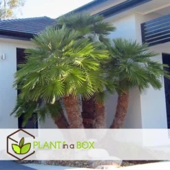 Chamaerops 'Vulcano' - Dwergpalm - Pot 19cm - Hoogte 35-45cm -Exporteren Tuin Verge Winkel 1000082179 0104