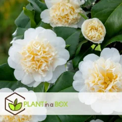 Camellia Japonica "Brushfield's Yellow" - Set De 2 - Pot 15cm - Hoogte 50-60cm -Exporteren Tuin Verge Winkel 1000082181 0104