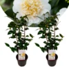 Camellia Japonica "Brushfield's Yellow" - Set De 2 - Pot 15cm - Hoogte 50-60cm
