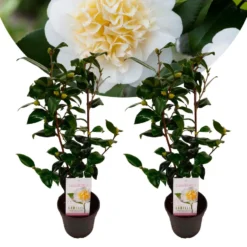 Camellia Japonica "Brushfield's Yellow" - Set De 2 - Pot 15cm - Hoogte 50-60cm