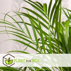 Dypsis Lutescens - Areca Goudpalm - Set Van 2 - Pot 12cm - Hoogte 30-45cm -Exporteren Tuin Verge Winkel 1000082182 0104