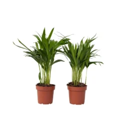 Dypsis Lutescens - Areca Goudpalm - Set Van 2 - Pot 12cm - Hoogte 30-45cm