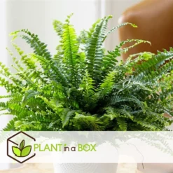 Nephrolepis Duffi - Krulvaren - Set Van 2 - Pot 12cm - Hoogte 25-40cm -Exporteren Tuin Verge Winkel 1000082183 0103