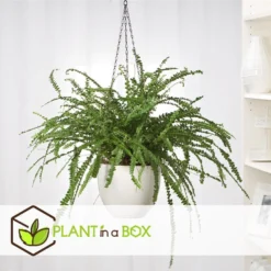 Nephrolepis Duffi - Krulvaren - Set Van 2 - Pot 12cm - Hoogte 25-40cm -Exporteren Tuin Verge Winkel 1000082183 0105