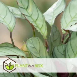 Ctenanthe Amagris - Set Van 2 - Pot 124cm - Hoogte 25-35cm -Exporteren Tuin Verge Winkel 1000082184 0103