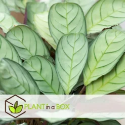 Ctenanthe Amagris - Set Van 2 - Pot 124cm - Hoogte 25-35cm -Exporteren Tuin Verge Winkel 1000082184 0104