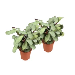 Ctenanthe Amagris - Set Van 2 - Pot 124cm - Hoogte 25-35cm