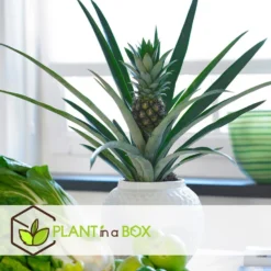 Ananas Comosus - Anti-snurkplant - Pot 14cm - Hoogte 45-55cm -Exporteren Tuin Verge Winkel 1000082185 0102