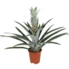 Ananas Comosus - Anti-snurkplant - Pot 14cm - Hoogte 45-55cm