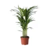 Dypsis Lutescens - Areca Goudpalm - Pot 17cm - Hoogte 60-70cm