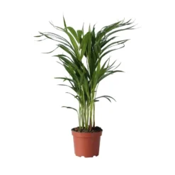 Dypsis Lutescens - Areca Goudpalm - Pot 17cm - Hoogte 60-70cm