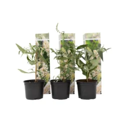 Vlinderstruiken - Buddleja Wit - Set Van 3 - Tuin - Pot 9cm - Hoogte 25-40cm