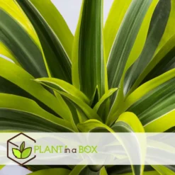 Dracaena Fragrans Deremensis - Lemon Lime - Pot 24cm - Hoogte 130-140cm -Exporteren Tuin Verge Winkel 1000082189 0103