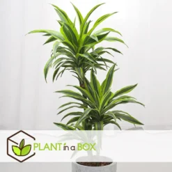 Dracaena Fragrans Deremensis - Lemon Lime - Pot 24cm - Hoogte 130-140cm -Exporteren Tuin Verge Winkel 1000082189 0105