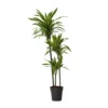 Dracaena Fragrans Deremensis - Lemon Lime - Pot 24cm - Hoogte 130-140cm