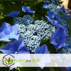 Hortensia Teller - Set Van 6 - Blauw - Tuinhortensia - Pot 9cm - Hoogte 25-40cm -Exporteren Tuin Verge Winkel 1000082192 0104