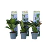 Hortensia Teller - Set Van 6 - Blauw - Tuinhortensia - Pot 9cm - Hoogte 25-40cm