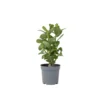 Adenium Obesum - Woestijnroos Bloeiend - Pot 10.5cm - Hoogte 25-40cm