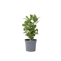 Adenium Obesum - Woestijnroos Bloeiend - Pot 10.5cm - Hoogte 25-40cm