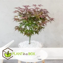 Acer Palmatum ´Atropurpureum´ - Japanse Esdoorn - Pot 19cm - Hoogte 60-70cm 6 Acer Palmatum ´Atropurpureum´ - Japanse Esdoorn - Pot 19cm - Hoogte 60-70cm -Exporteren Tuin Verge Winkel 1000082196 0102