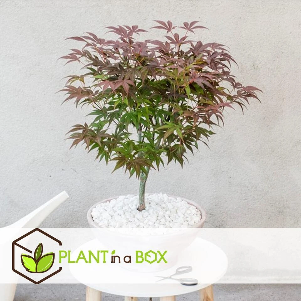 Acer Palmatum ´Atropurpureum´ - Japanse Esdoorn - Pot 19cm - Hoogte 60-70cm 3 Acer Palmatum ´Atropurpureum´ - Japanse Esdoorn - Pot 19cm - Hoogte 60-70cm - Afbeelding 3