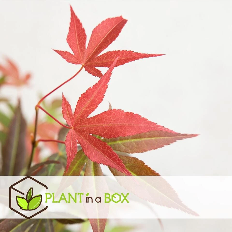 Acer Palmatum ´Atropurpureum´ - Japanse Esdoorn - Pot 19cm - Hoogte 60-70cm 4 Acer Palmatum ´Atropurpureum´ - Japanse Esdoorn - Pot 19cm - Hoogte 60-70cm - Afbeelding 4