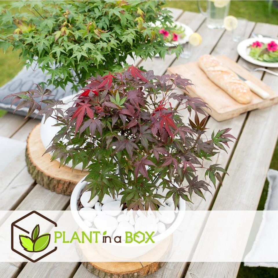 Acer Palmatum ´Atropurpureum´ - Japanse Esdoorn - Pot 19cm - Hoogte 60-70cm 2 Acer Palmatum ´Atropurpureum´ - Japanse Esdoorn - Pot 19cm - Hoogte 60-70cm - Afbeelding 2