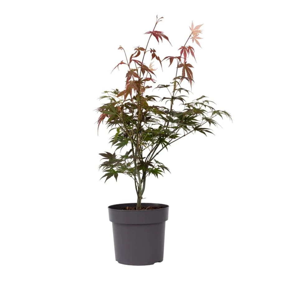 Acer Palmatum ´Atropurpureum´ - Japanse Esdoorn - Pot 19cm - Hoogte 60-70cm 1 Acer Palmatum ´Atropurpureum´ - Japanse Esdoorn - Pot 19cm - Hoogte 60-70cm