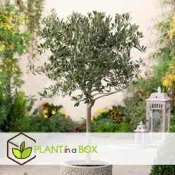 Olea Europaea - Winterharde Olijfboom Op Stam - Pot 19cm - Hoogte 80-90cm -Exporteren Tuin Verge Winkel 1000082197 0105