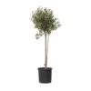 Olea Europaea - Winterharde Olijfboom Op Stam - Pot 19cm - Hoogte 80-90cm