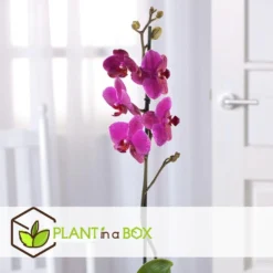 Phalaenopsis - Orchidee Paars - Pot 12cm - Hoogte 50-60cm -Exporteren Tuin Verge Winkel 1000082198 0103