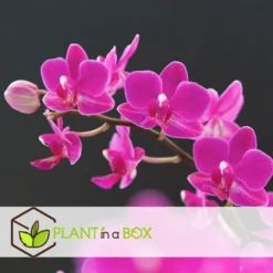 Phalaenopsis - Orchidee Paars - Pot 12cm - Hoogte 50-60cm -Exporteren Tuin Verge Winkel 1000082198 0104
