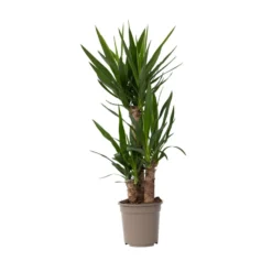 Yucca Elephantipes - Kamerpalm - Pot 21cm - Hoogte 70-80cm