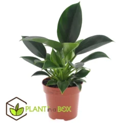 Philodendron Green Princess - Pot 12cm - Hoogte 20-30cm -Exporteren Tuin Verge Winkel 1000082201 0103