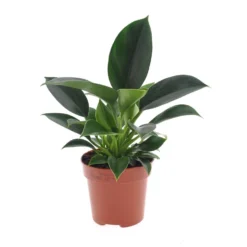 Philodendron Green Princess - Pot 12cm - Hoogte 20-30cm