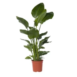 XXL Strelitzia Nicolai - Paradijsvogelplant - Pot 28cm - Hoogte 150-170cm