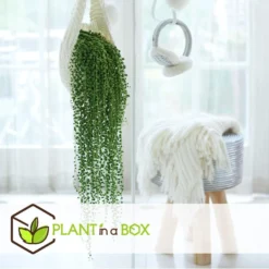 Senecio Rowleyanus 'String Of Pearls' - Set Van 2 - Pot 12cm - Hoogte 10-20cm -Exporteren Tuin Verge Winkel 1000082205 0103