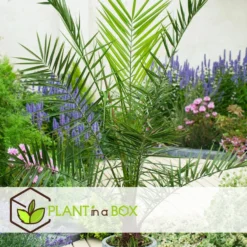 Phoenix Canariensis - Dadelpalm - Pot 19cm - Hoogte 80-100cm -Exporteren Tuin Verge Winkel 1000082206 0104