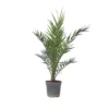 Phoenix Canariensis - Dadelpalm - Pot 19cm - Hoogte 80-100cm