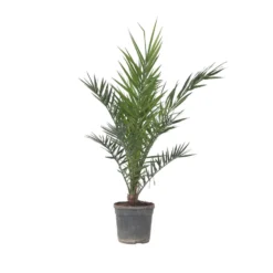Phoenix Canariensis - Dadelpalm - Pot 19cm - Hoogte 80-100cm