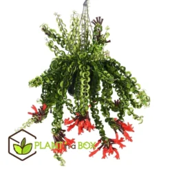 Aeschynantus Twister - Pot 15cm - Hoogte 20-30cm -Exporteren Tuin Verge Winkel 1000082207 0102