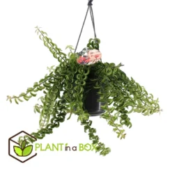 Aeschynantus Twister - Pot 15cm - Hoogte 20-30cm -Exporteren Tuin Verge Winkel 1000082207 0103