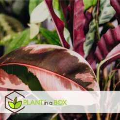 Ficus Elastica Belize - 'Rubberboom' - Pot 24cm - Hoogte 80-90cm -Exporteren Tuin Verge Winkel 1000082208 0103