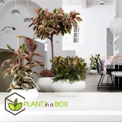 Ficus Elastica Belize - 'Rubberboom' - Pot 24cm - Hoogte 80-90cm -Exporteren Tuin Verge Winkel 1000082208 0104