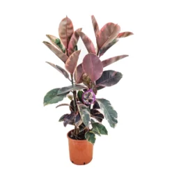 Ficus Elastica Belize - 'Rubberboom' - Pot 24cm - Hoogte 80-90cm