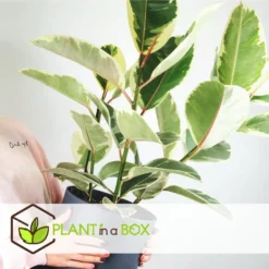 Ficus Elastica Tineke - 'Rubberboom' - Pot 24cm - Hoogte 80-100cm -Exporteren Tuin Verge Winkel 1000082209 0103