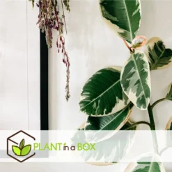 Ficus Elastica Tineke - 'Rubberboom' - Pot 24cm - Hoogte 80-100cm -Exporteren Tuin Verge Winkel 1000082209 0104