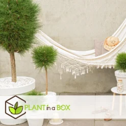 Pinus Summer Breeze - Dwergden - Pot 24cm - Hoogte 70-80cm -Exporteren Tuin Verge Winkel 1000082975 0103