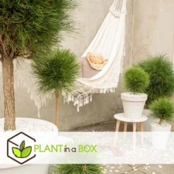 Pinus Summer Breeze - Dwergden - Pot 24cm - Hoogte 70-80cm -Exporteren Tuin Verge Winkel 1000082975 0104