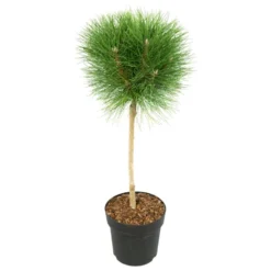 Pinus Summer Breeze - Dwergden - Pot 24cm - Hoogte 70-80cm